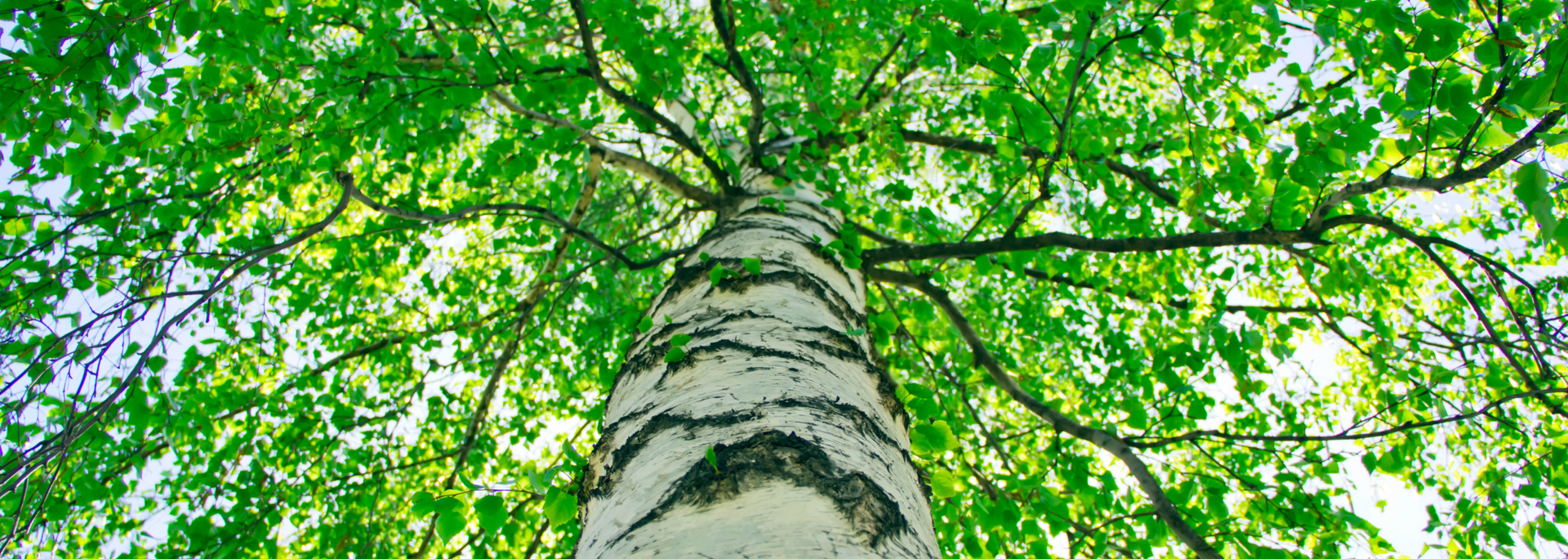 Looking up at a white-barked tree trunk with bright green leaves against the sky