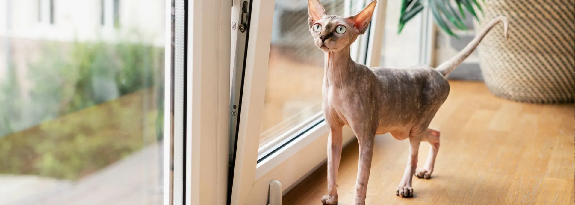 Picture of a cat next to a tilt and turn window. Picture of a cat next to a tilt and turn window.