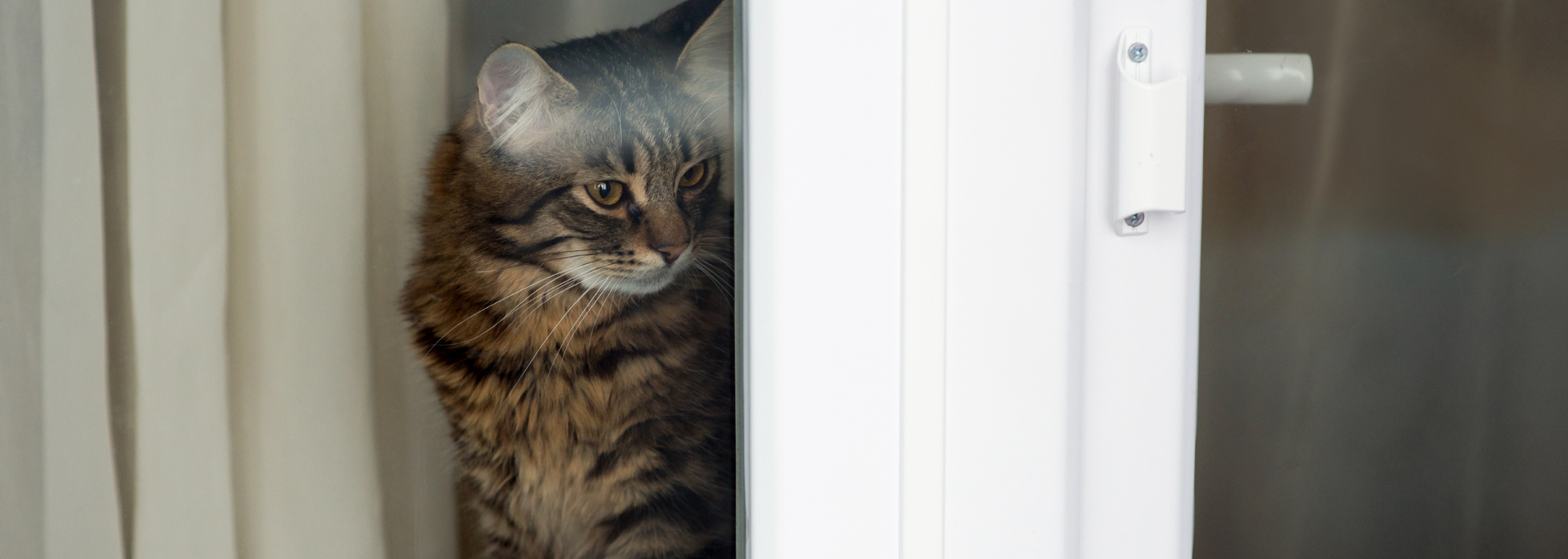 Picture of a cat looking out of a window. Picture of a cat looking out of a window.