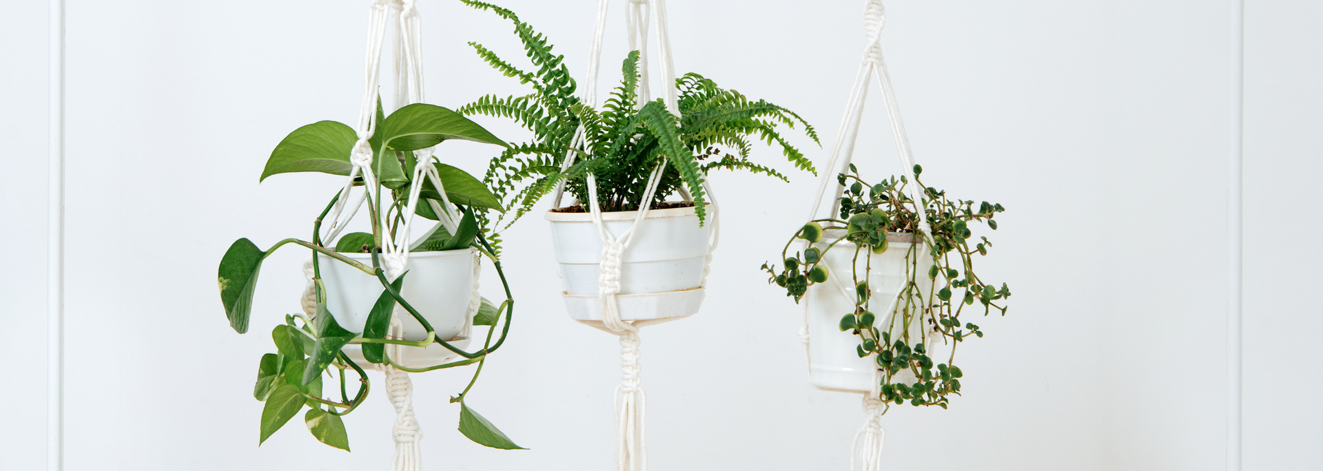 Three hanging potted plants with green vines against a white wall
