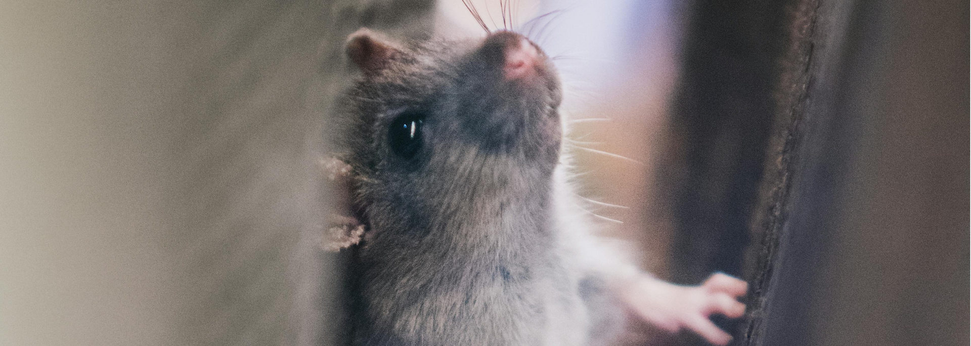 Gray rat reaching up inside a narrow enclosure, nose pressed near the glass
