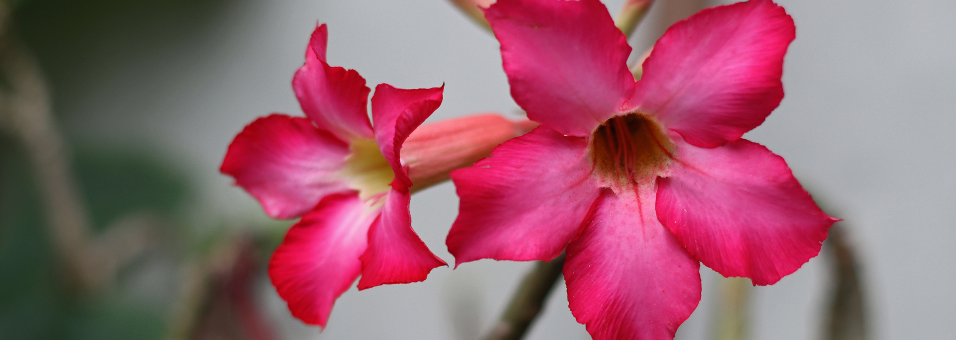 Two pink desert rose flowers with white centers against a blurred gray background