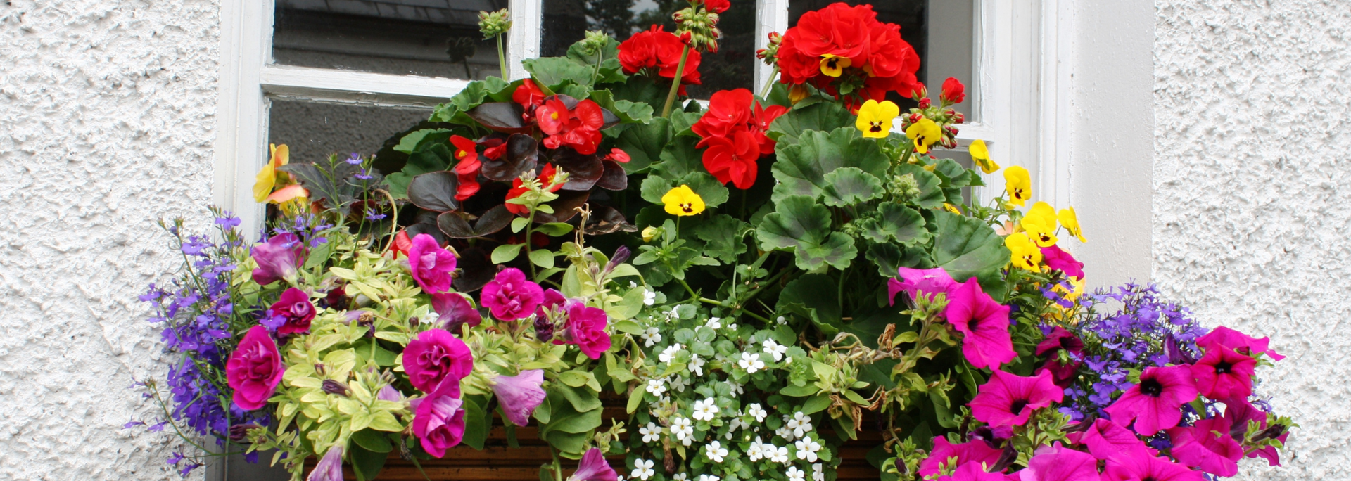 Colorful flower planter overflowing with red, yellow, purple, and pink blooms beneath a window