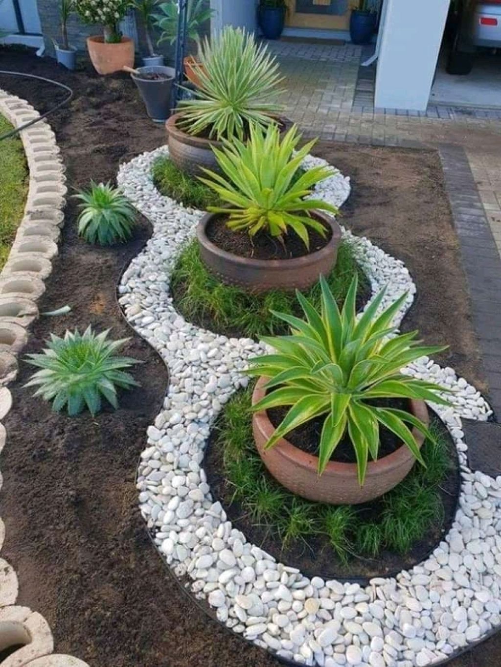 Tre piante succulente in vaso disposte in fila, circondate da un bordo decorativo di ciottoli bianchi in un'aiuola.