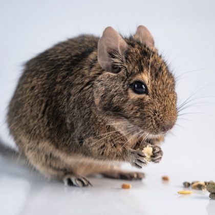 A small brown mouse is eating a piece of food on a white surface.