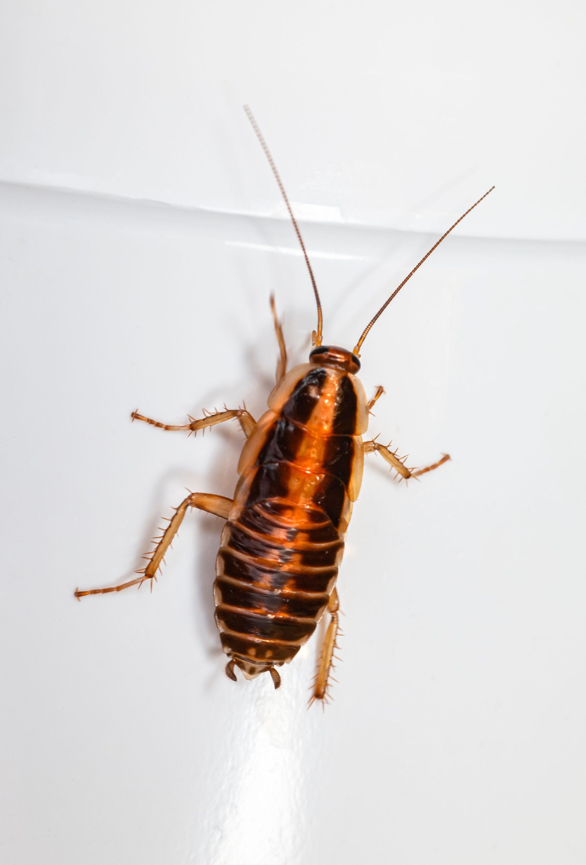 Brown cockroach with long antennae on a white surface