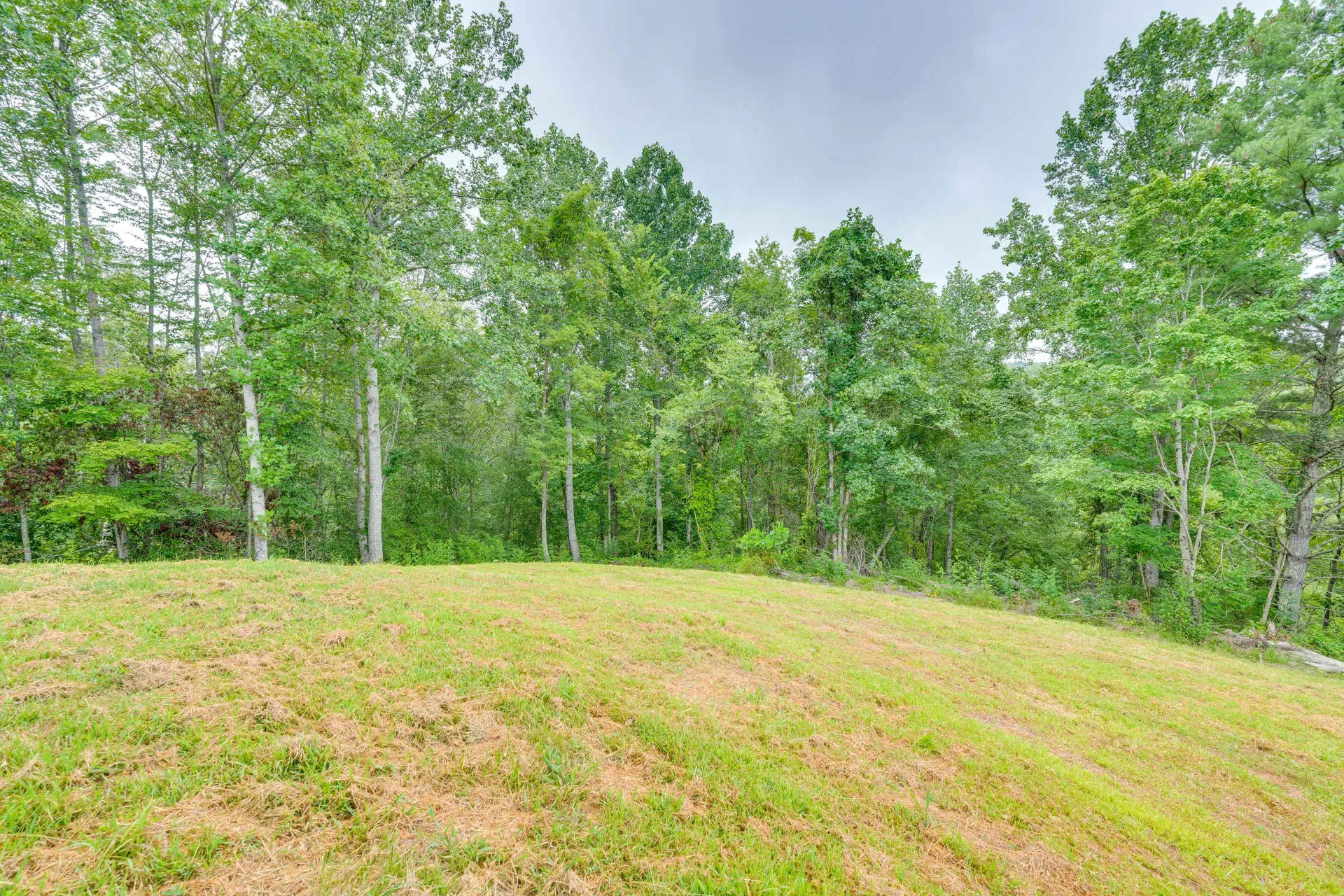 Grassy hill with green trees under a cloudy sky