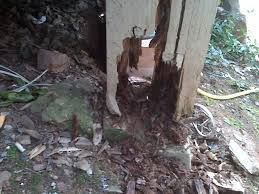 Broken wooden post with a large hollow at the base, surrounded by dirt and leaves outdoors