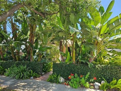 Lush tropical garden with banana trees, trimmed hedges, and red flowers along a sunlit path