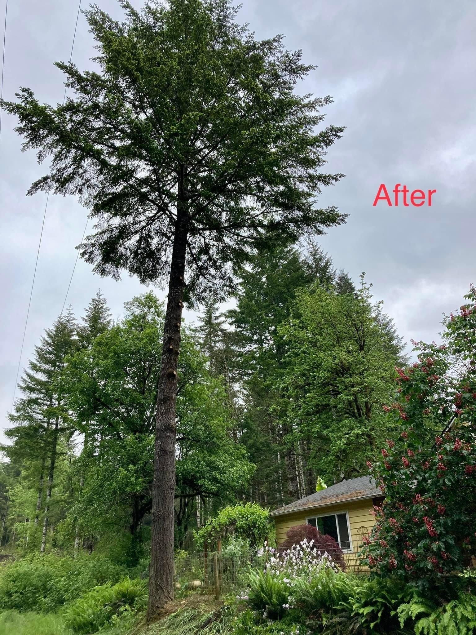 Arborist Linn Country, OR Advanced Tree Management