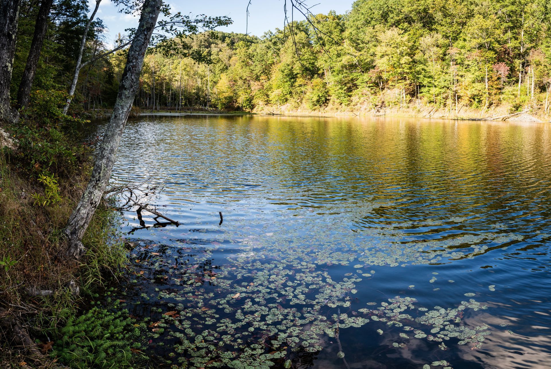 Calm river bordered by trees, with sunlight reflecting on the water and floating leaves in the foreground
