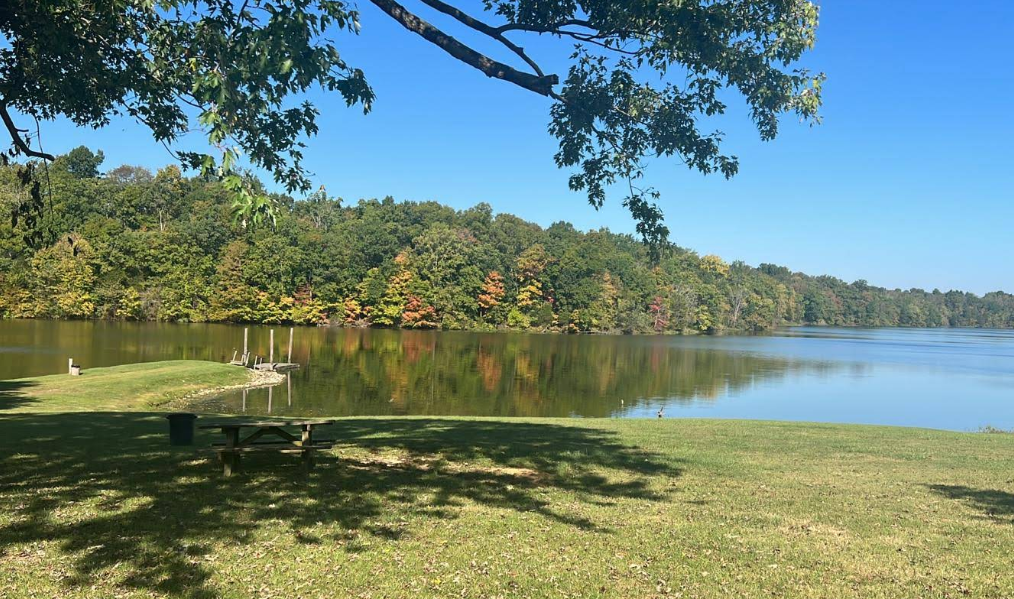 Calm lake with tree-lined shore, green grass, and a clear blue sky on a sunny day