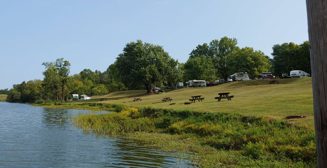 Riverbank with grazing animals, green trees, and blue water under a clear sky