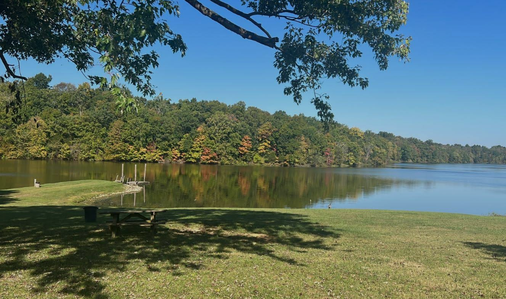 Calm lake bordered by trees under a clear blue sky, with grassy shore in the foreground.