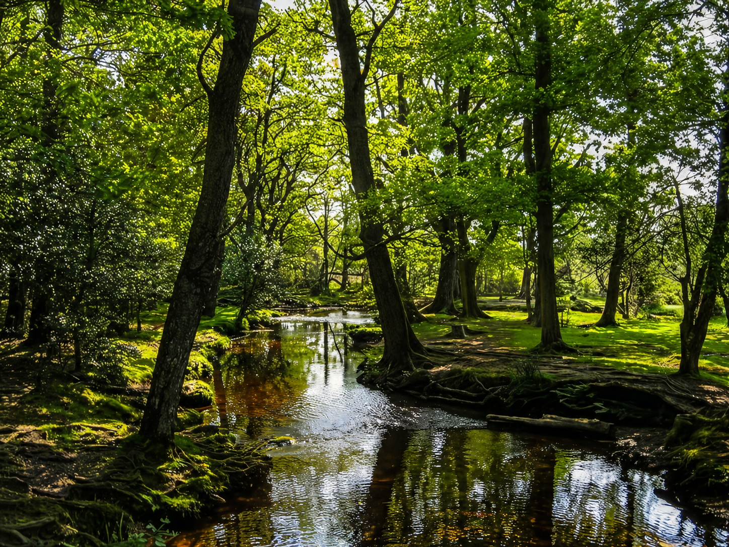 Sunlit forest stream with mossy banks and tall green trees reflecting in calm water