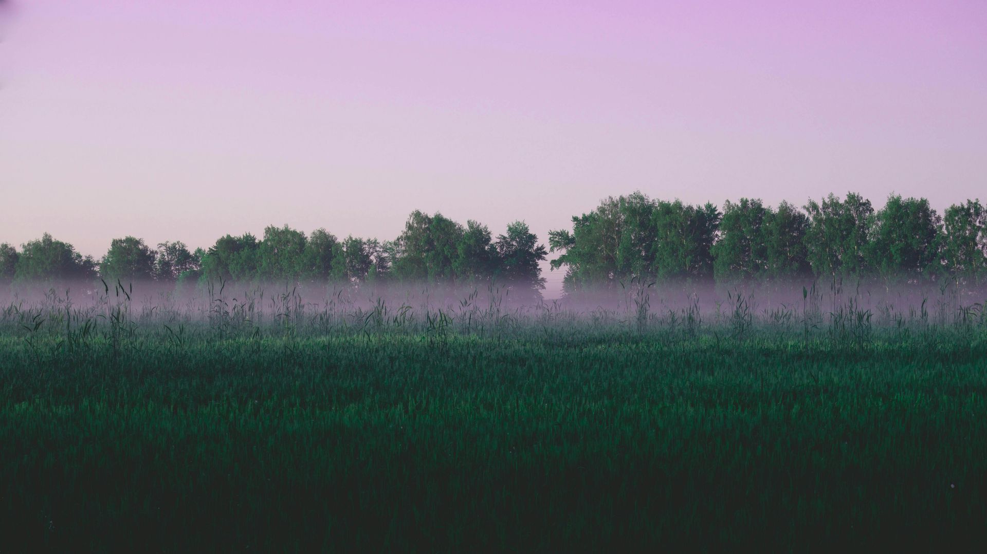 Pink dusk sky over a foggy tree line above a dark green field