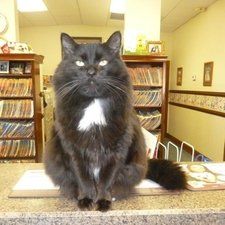 Black cat with white chest patch sits on counter in a library-like setting.