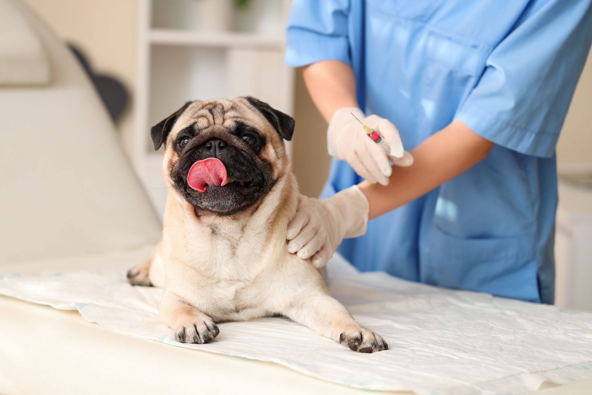 Dog on an exam table while a vet prepares a syringe for a vaccination. Dog on an exam table while a vet prepares a syringe for a vaccination.