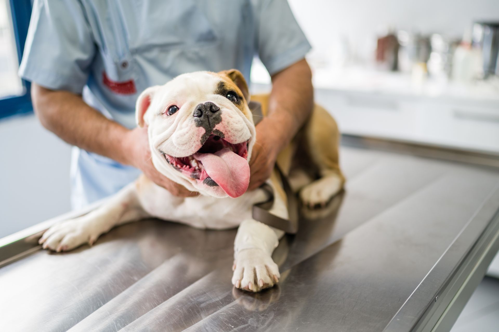 Happy bulldog receiving a routine veterinary exam at an animal clinic 