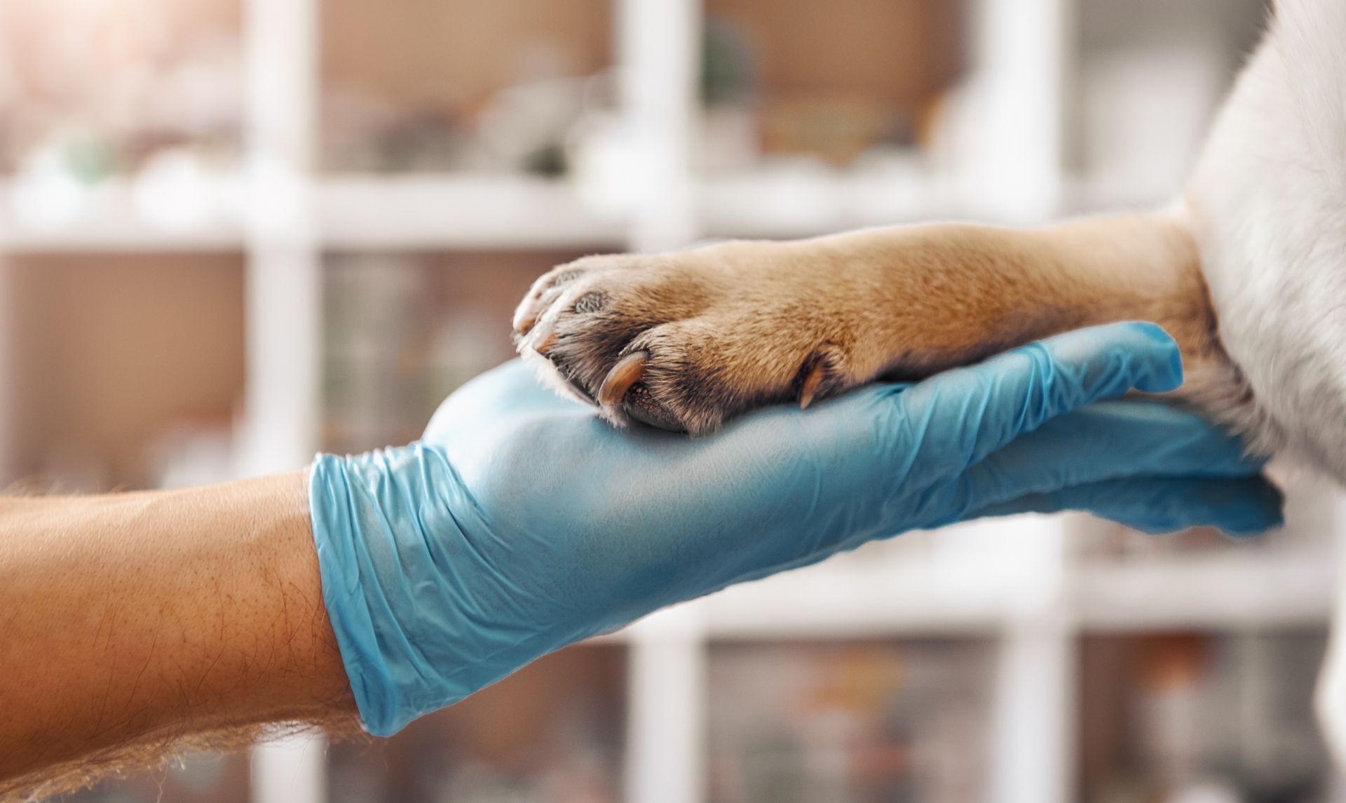 Hand of a veterinarian in a protective glove holding a paw.