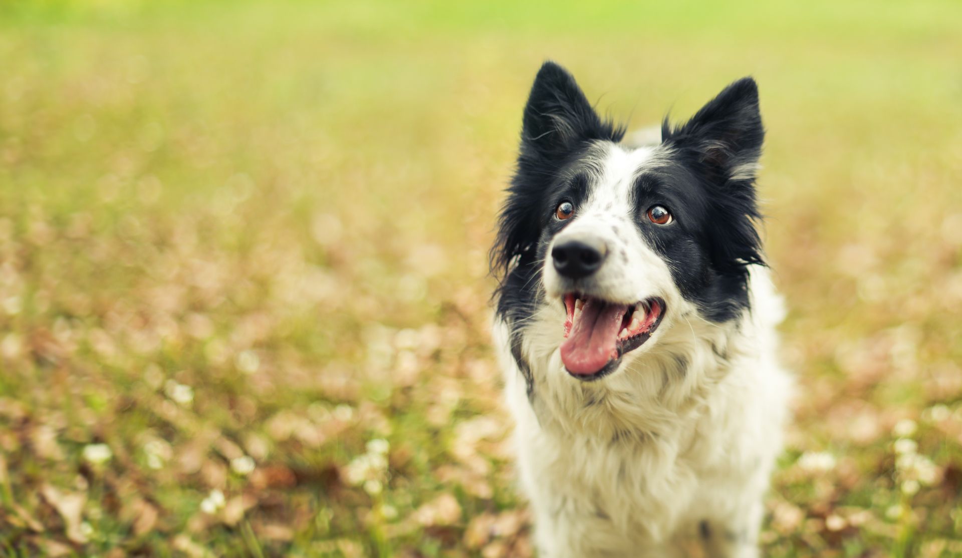 Black and white border collie dog outside panting after a long play