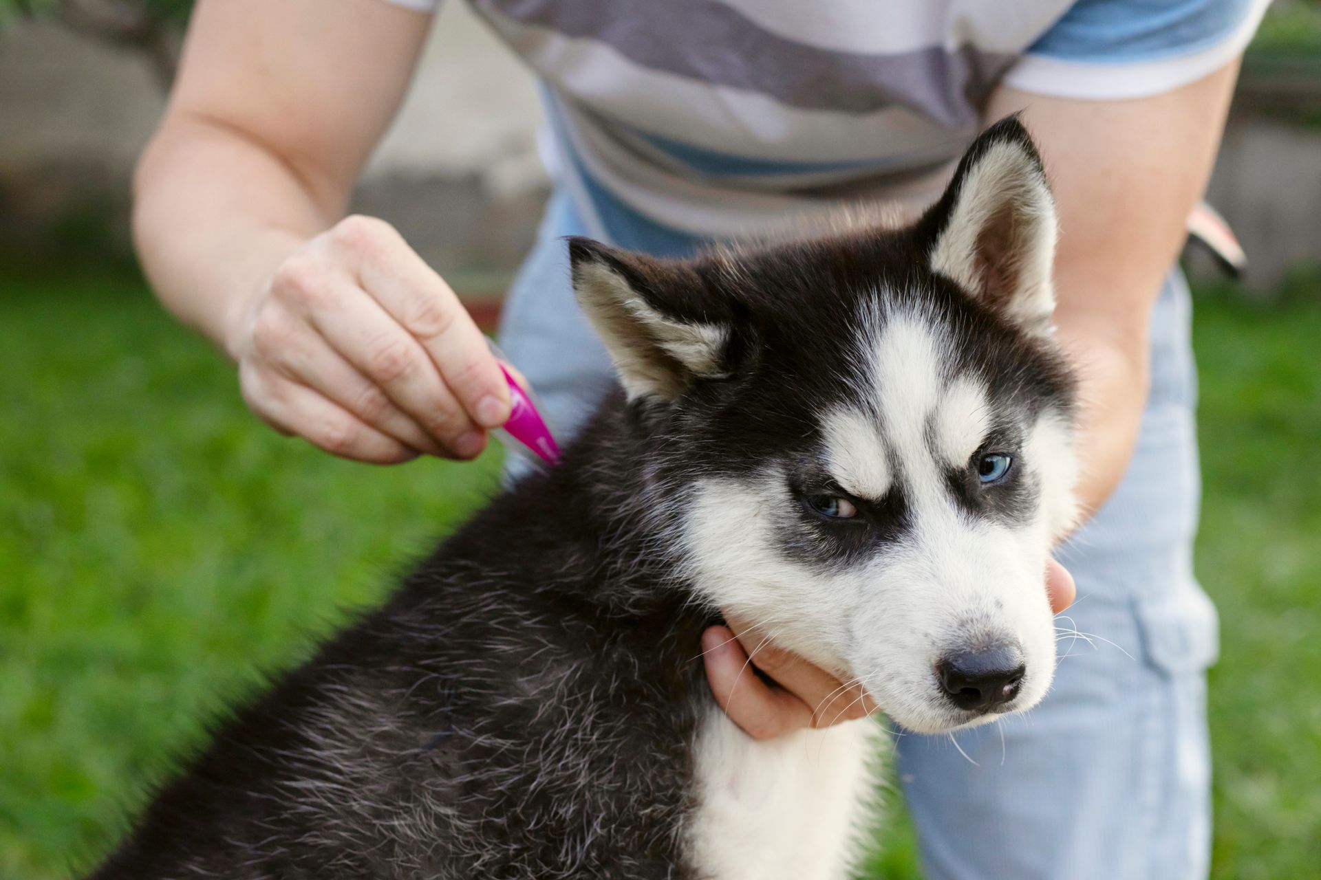 Person applying flea treatment to a Siberian Husky puppy outdoors