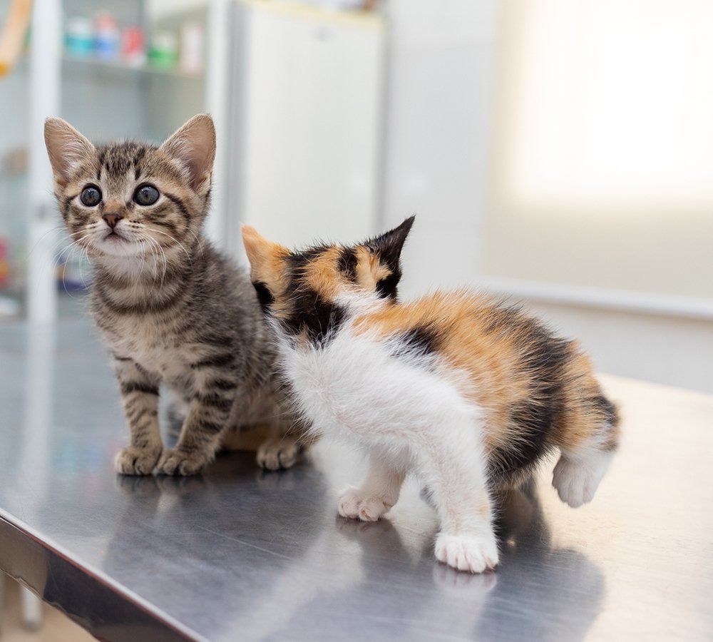 Two Kittens in the Veterinarian's Office — Murrells Inlet, SC — Murrells Inlet Veterinary Hospital Two kittens on a stainless steel exam table; one tabby looking up, one calico facing away.