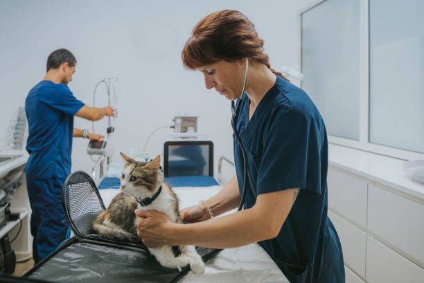A female veterinarian examining a cat with a stethoscope, highlighting pet health care services.