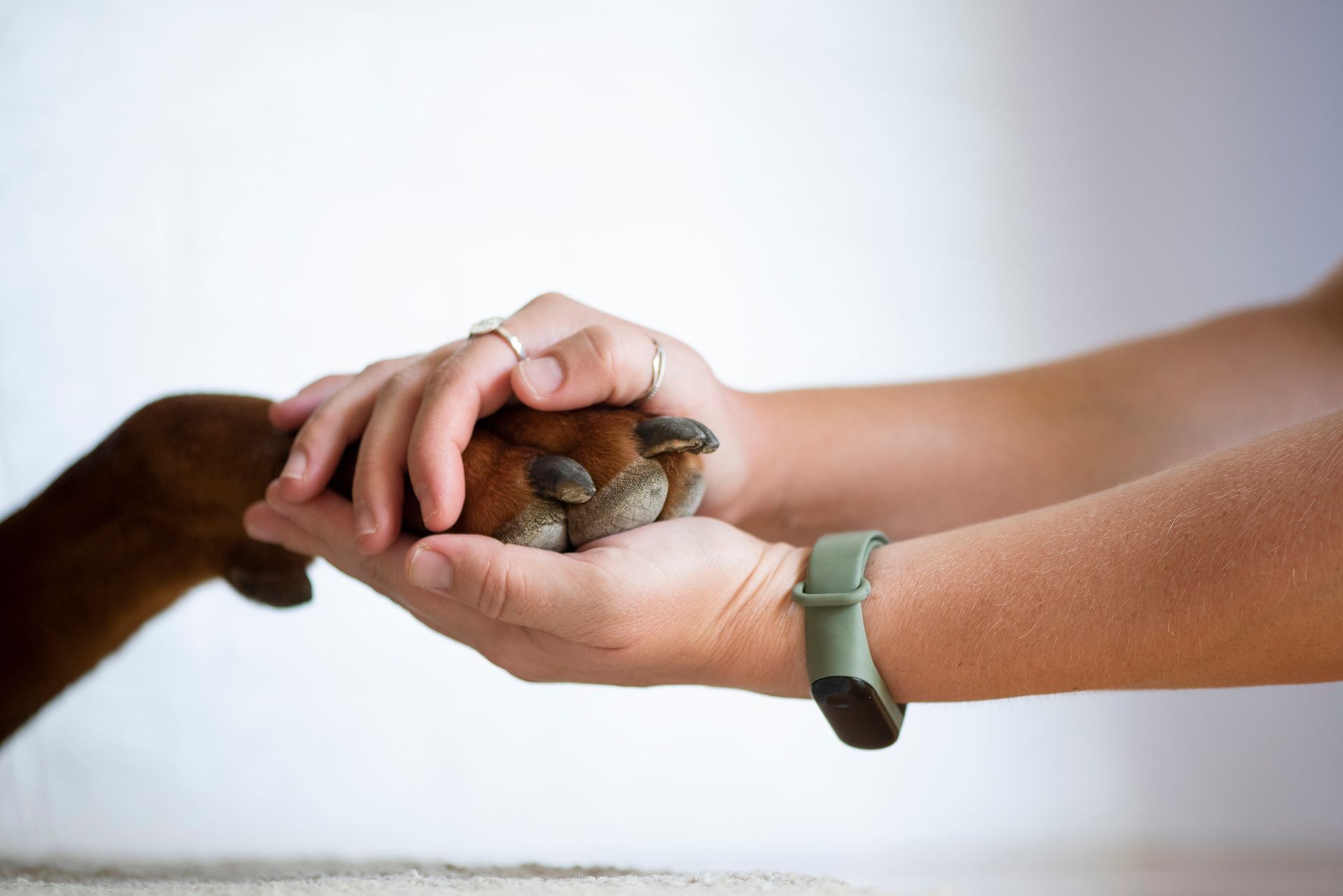 Close-up of a human hand holding a dog paw.