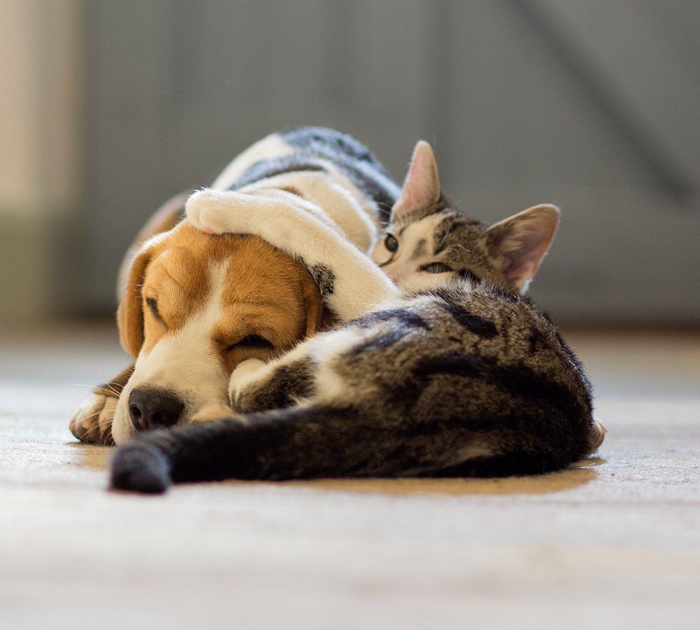 Beagle and tabby cat cuddling on a light-colored floor; cat's head on dog's head.