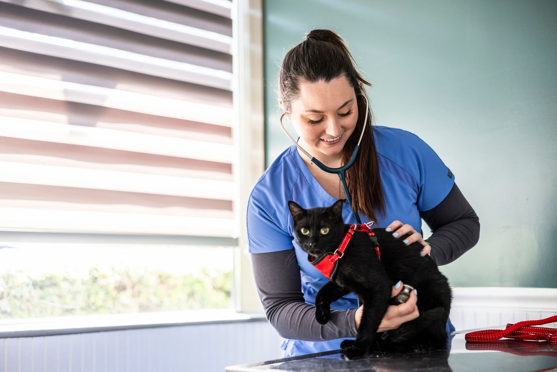 A veterinarian in scrubs examining a cat in the veterinarian's exam room. Veterinarian using a stethoscope on a black cat wearing a red harness, indoors, by a window.