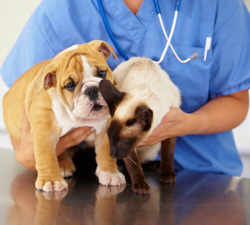 Veterinarian in blue scrubs holding a Bulldog puppy and a Siamese cat on a steel exam table.
