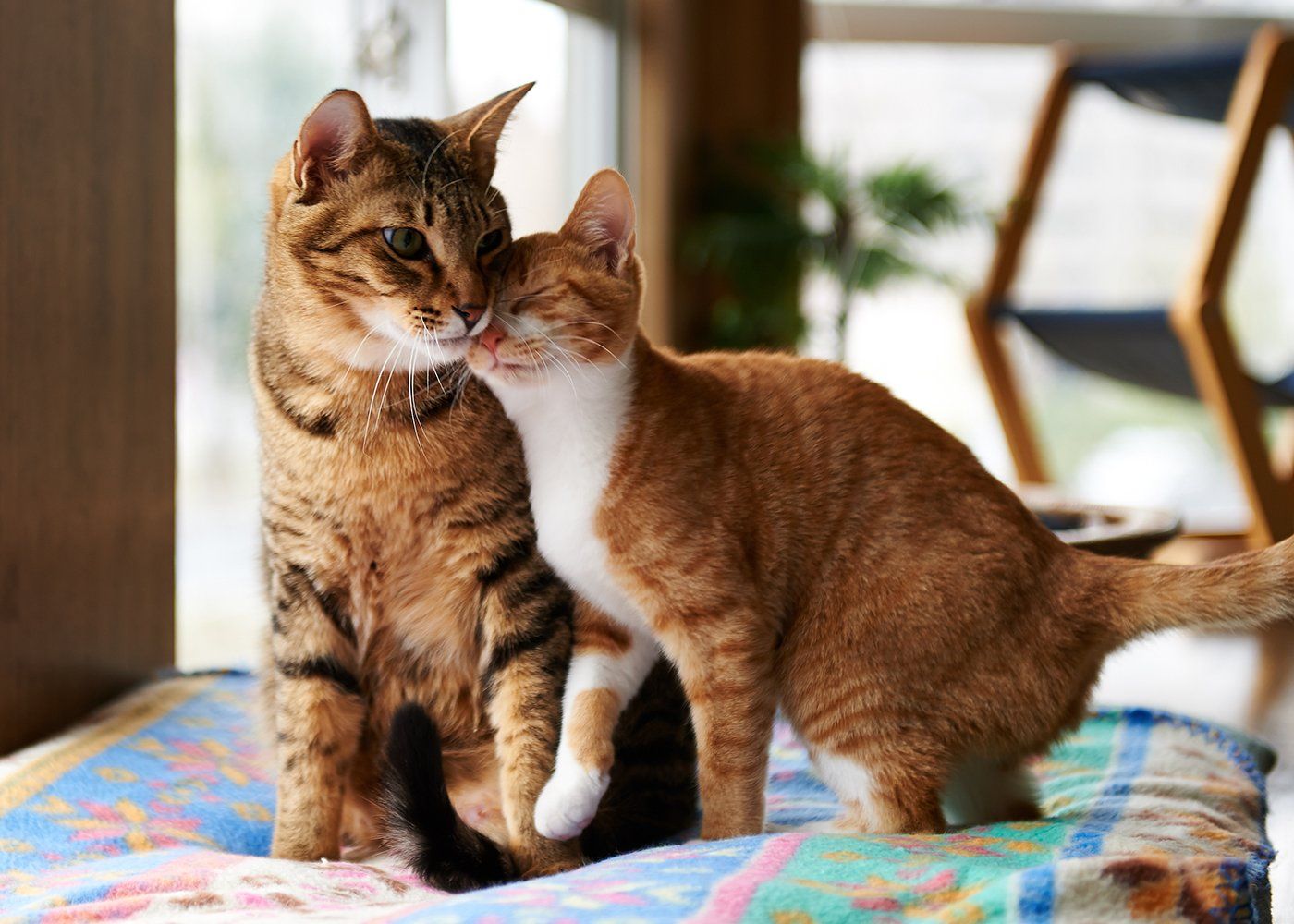 Two cats, one brown tabby, one orange and white, nuzzle each other on a patterned cushion indoors.