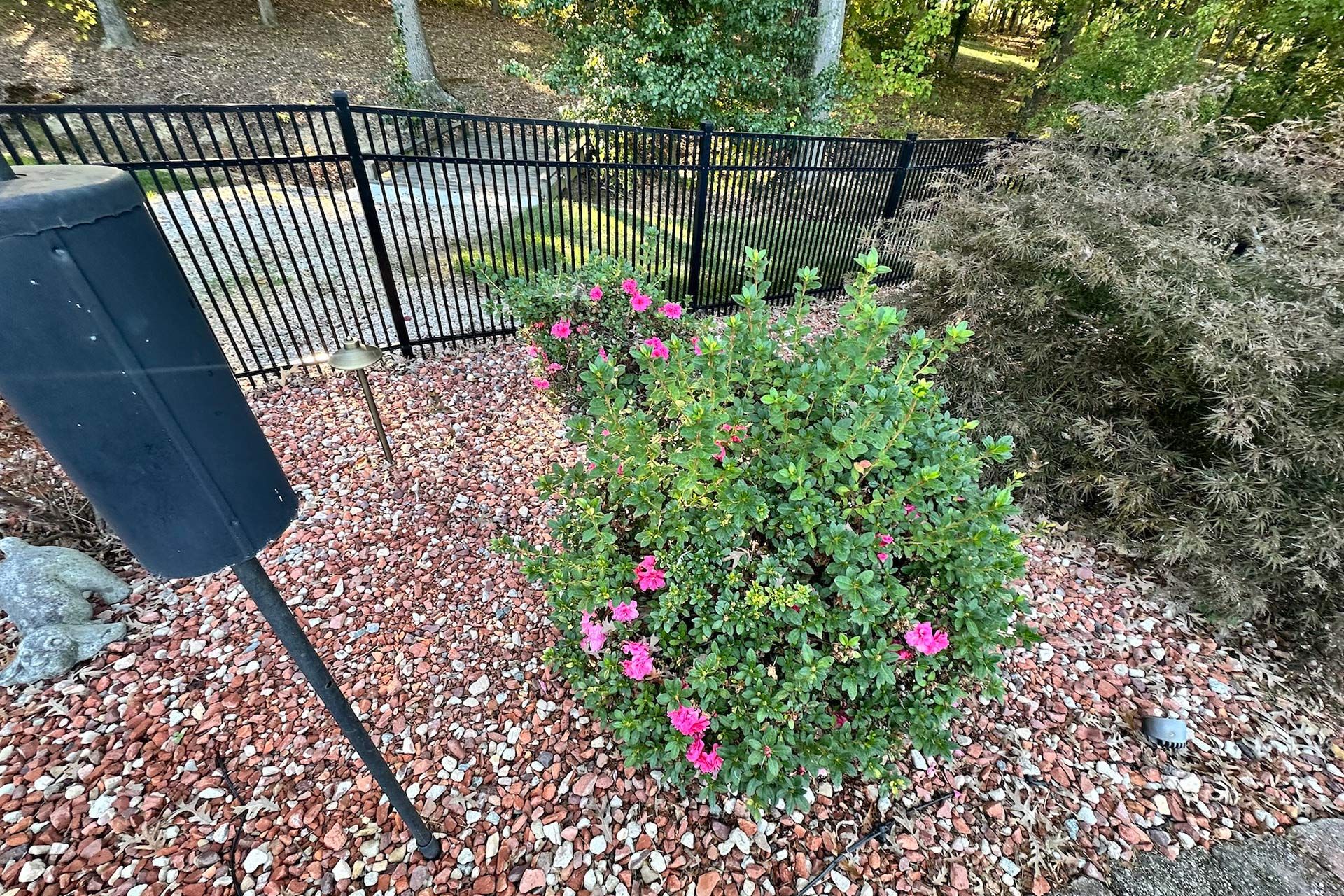 Green shrub with pink flowers on red gravel, beside a black fence and lamp post.
