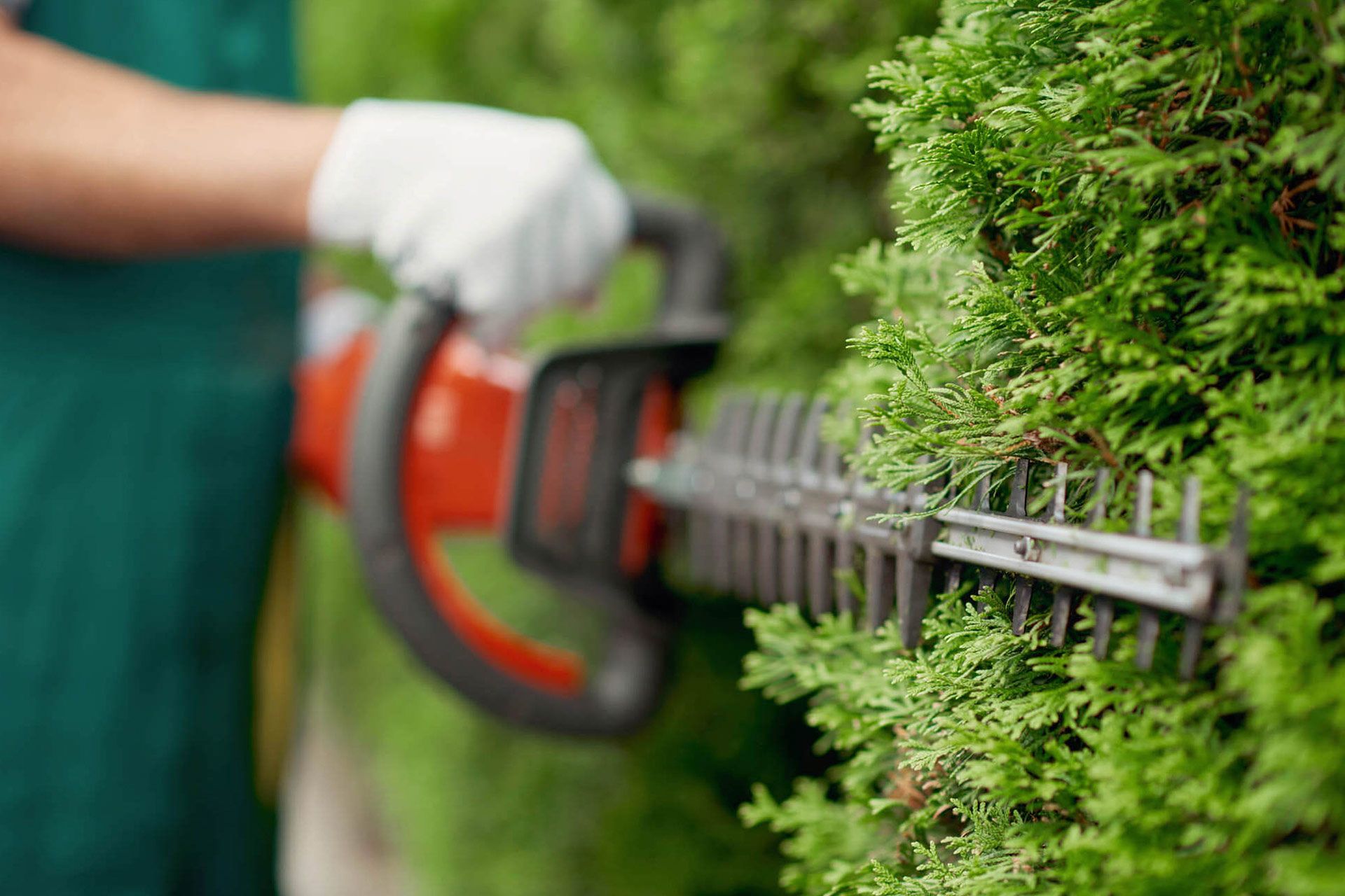 Person in white gloves using hedge trimmer on green bush.
