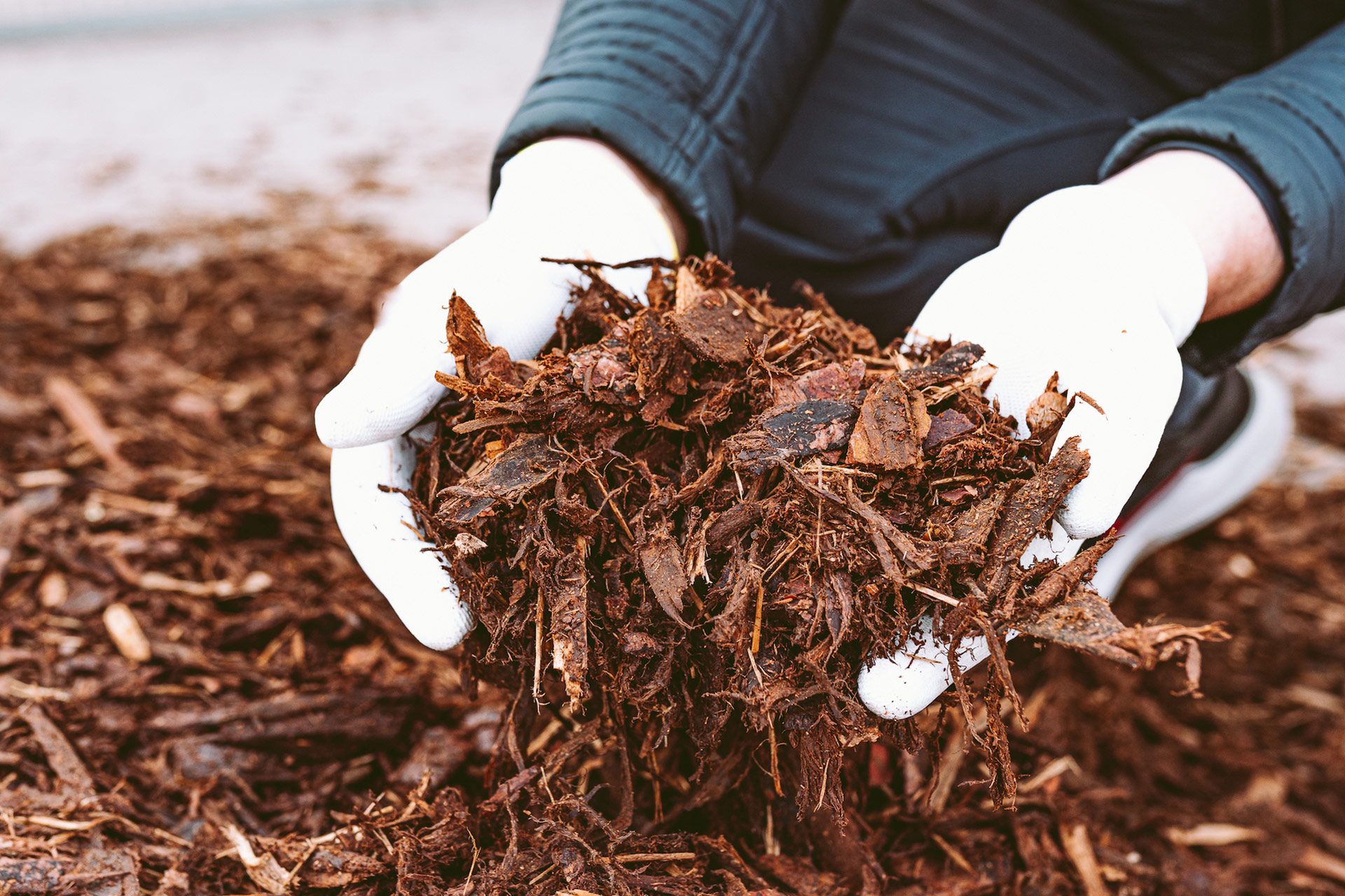 Person holding a pile of brown mulch in gloved hands.