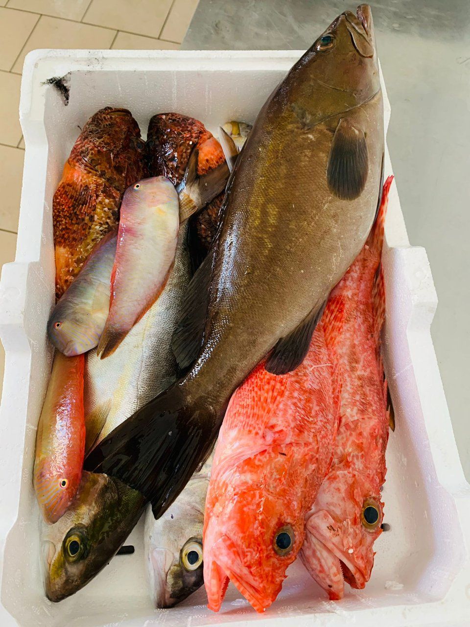 pesce di mare