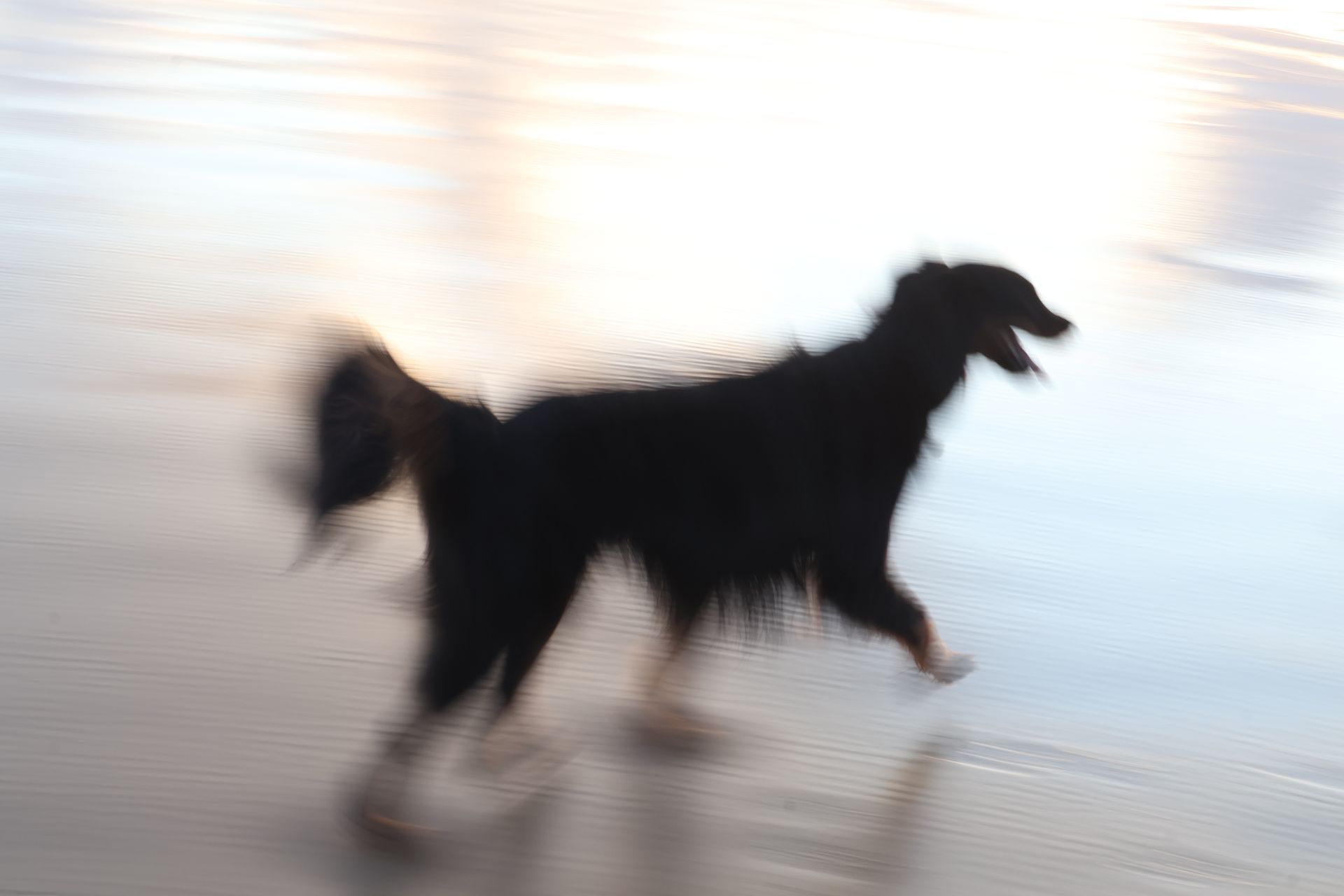 Blurry black dog walking on a wet reflective beach