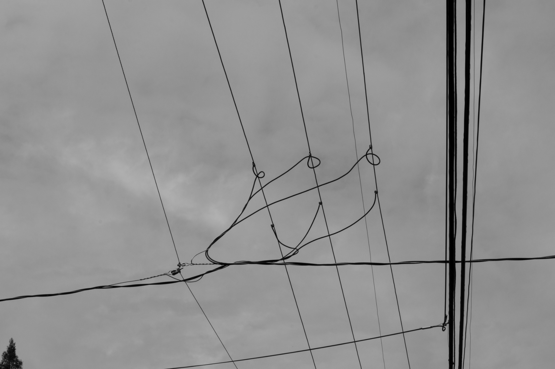 Black-and-white sketch of a bird perched on a wire with dashed guide lines in the background