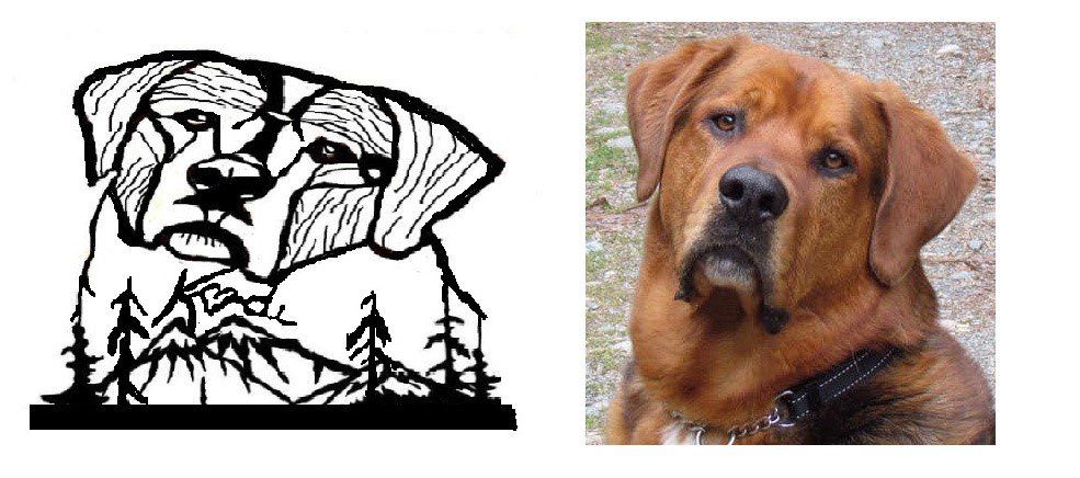 Black-and-white dog illustration beside a photo of a brown dog looking at the camera