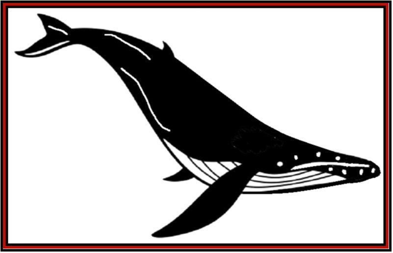Black whale silhouette on a white background with a thin red border