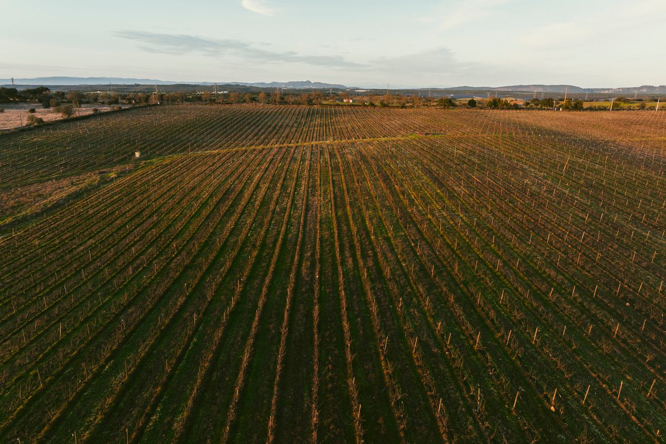 Casa Landeiro Wines