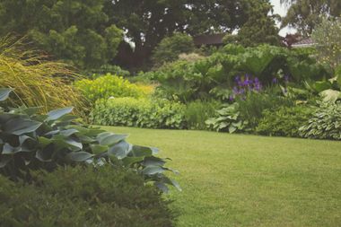 Lush green garden with manicured lawn, various plants, and leafy bushes under a tree.