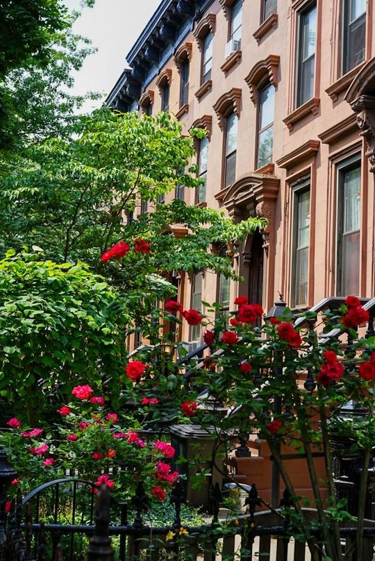 Tree-lined brownstone street with red flowers and wrought-iron fence