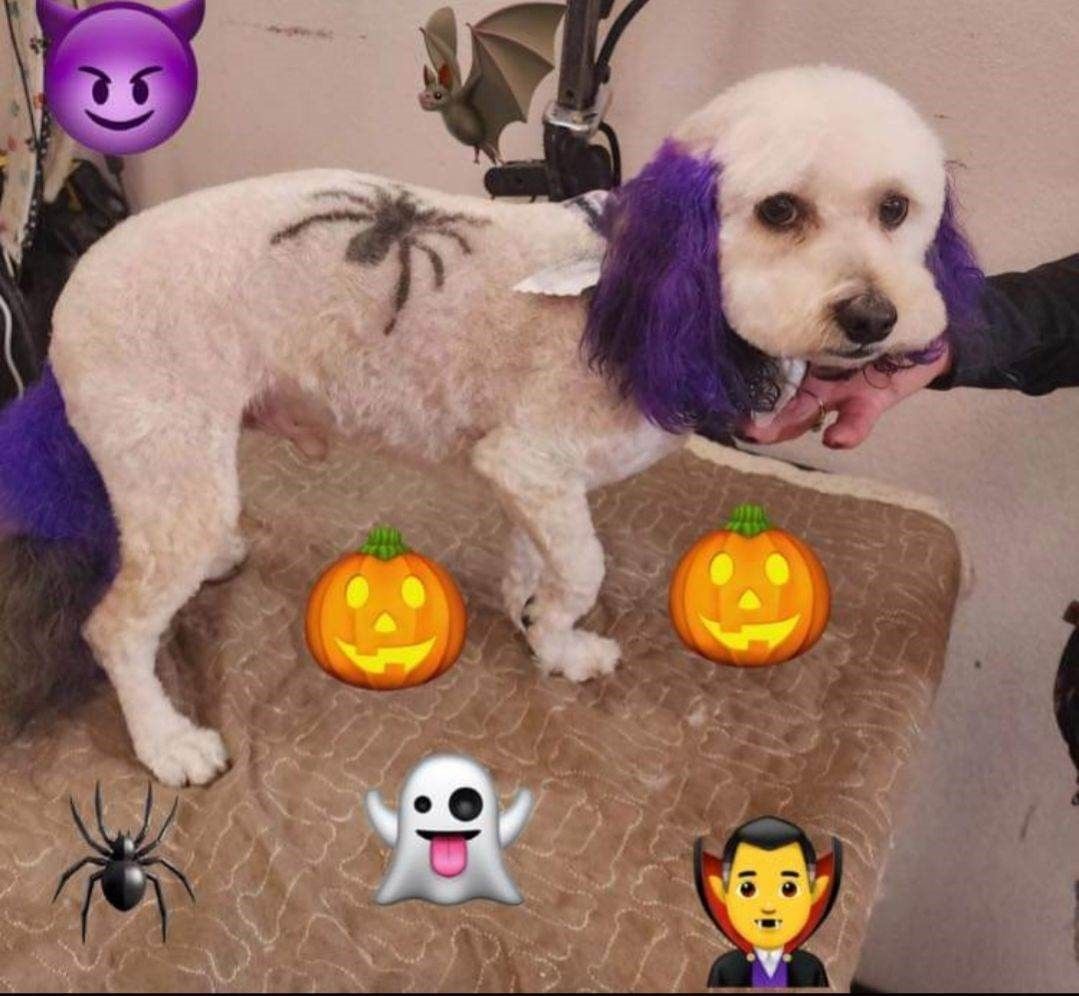 A small white dog with blue ears is standing on a grooming table.