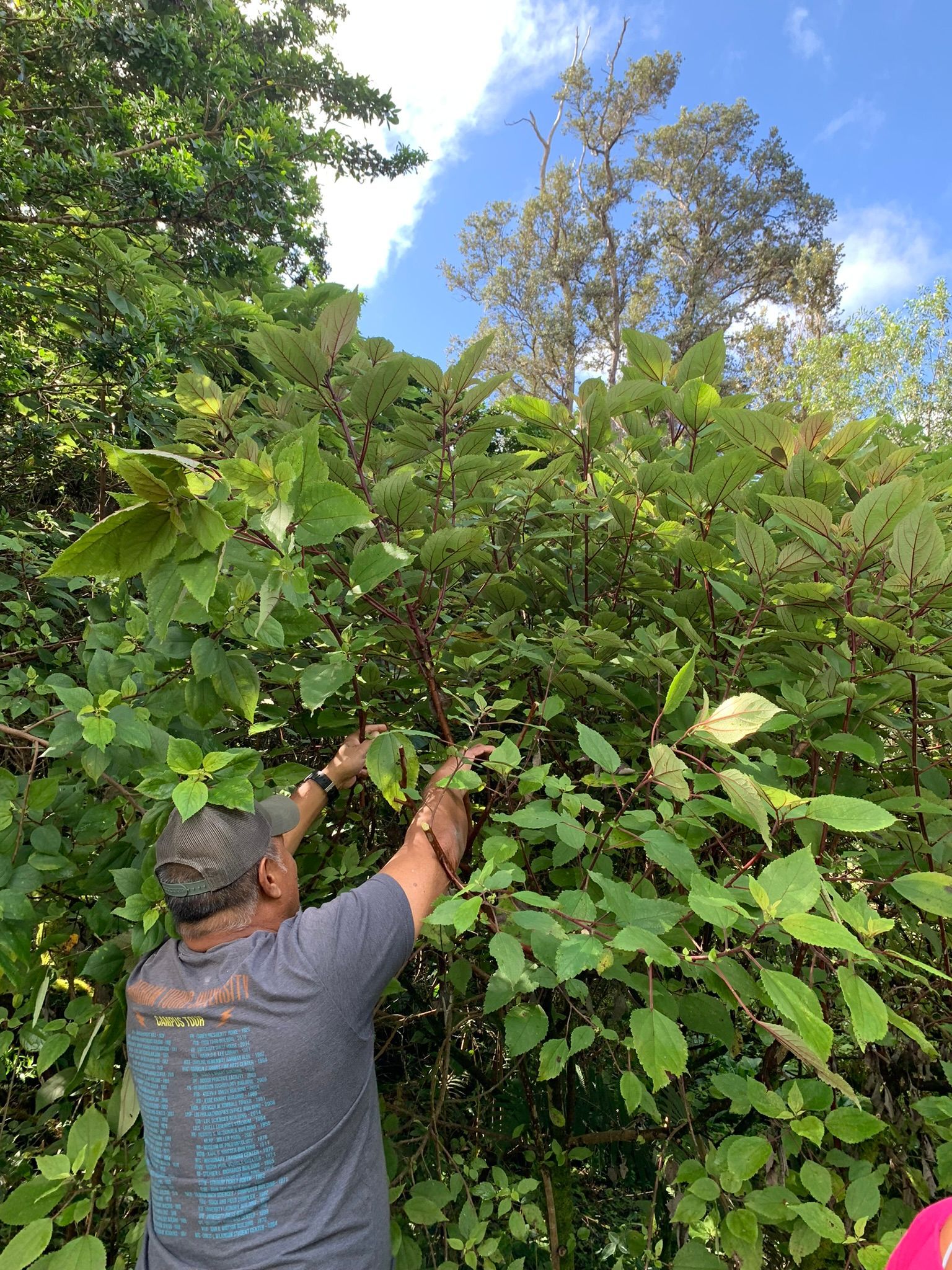 A man is picking berries from a bush in the woods.