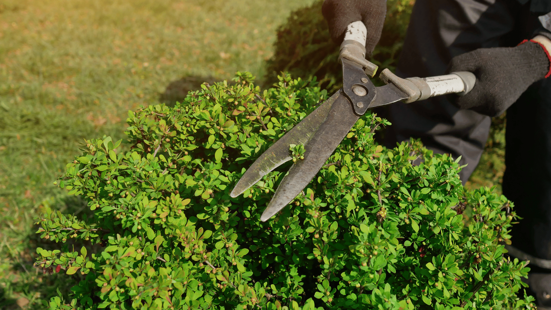 plant shrub removal