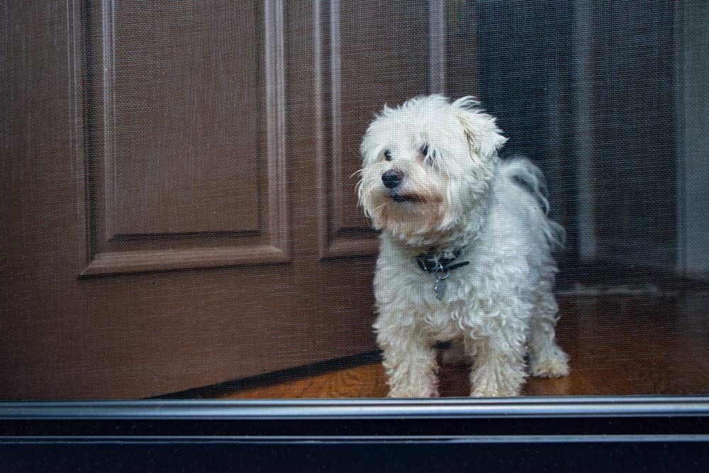 A Small White Dog Is Standing In Front Of A Screen Door — Smith Aluminium In Dungog, NSW