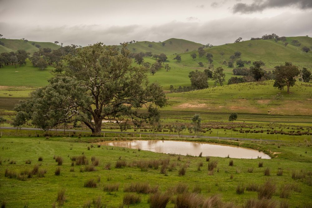 Rainy Green Hillside with A Lone Tree Beside a Small Pond Under Cloudy Skies — GPE Plumbers In Kendall, NSW