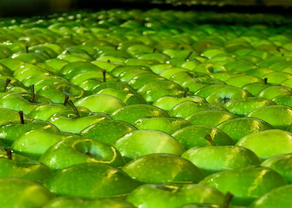 apples being sorted